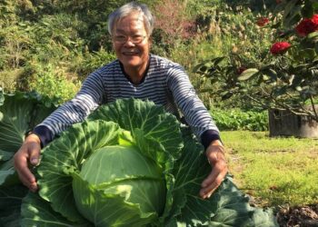 飛機噪音嚇大的澎湖高麗菜王？