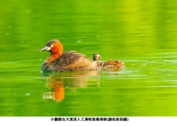 一探會飛的「潛水艇」 小鸊鷉現大漢溪人工濕地