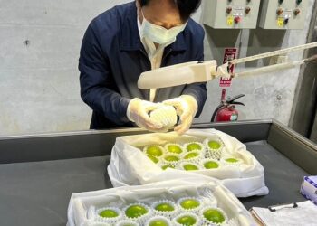 臺南蜜棗外銷今年首批25日空運日本