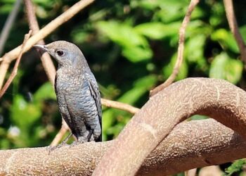 九番埤拍攝藍磯鶇 柯武村引為驚奇