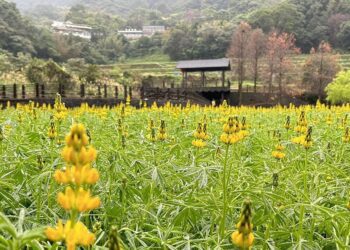 迎接早春   魯冰花繽紛綻放