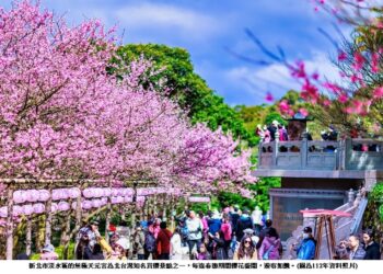 淡水天元宮三色櫻粉嫩登場 為新北櫻花季暖身