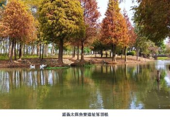 台南六甲與嘉義太保魚寮遺址落羽松  呈現截然不同的視覺饗宴