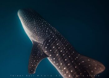 年菜不吃魚翅？保育新舉措讓你吃得安心