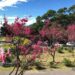 陽明山花季2/7開跑 櫻花盛放處處開 花季為期40天 杜鵑、水仙、紫藤不讓專美