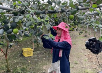 高雄首選農產首登東京電視購物   日本拍攝團隊前進高雄農村取景