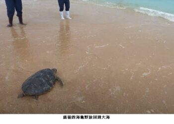 鯨豚、海龜擱淺怎麼辦？海洋局極力推動鯨豚海龜教育宣導及保育