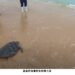 鯨豚、海龜擱淺怎麼辦?海洋局極力推動鯨豚海龜教育宣導及保育