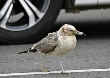 嘉義縣布袋濕地現奇觀！黑尾鷗行為怪異引關注