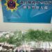 湖口男認「栽」！ 竹縣警查獲大麻種植場