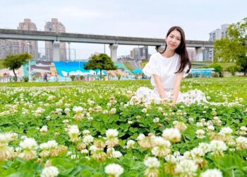 春日白雪灑落新北大都會公園 「白花三葉草」綻放邀民眾共享幸福