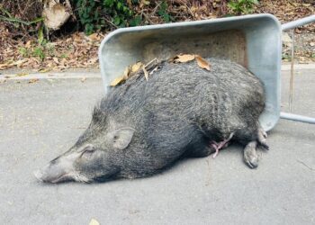 嘉義百公斤山豬攻擊果農咬碎腳拇指甲 嘉縣動保人員耗費2小時8發麻醉槍才制伏