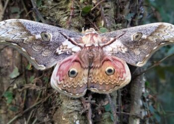 東眼山、滿月圓「昆蟲總動員」主題導覽新登場