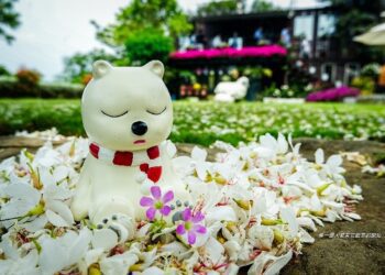 憶桐趣!來嘉義市追「四月雪」正夯 邀請全國民眾來嘉享受悠閒愜意假日時光