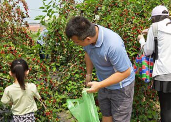 年產量超過600噸成為全台最大的生產地之一 嘉義縣義竹鄉舉辦桑葚節文化活動推廣地方農業特色