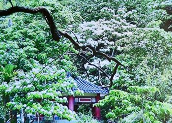 2024桐花小旅行 竹縣府攜手新埔、關西及橫山3鄉鎮4路線共7梯次活動