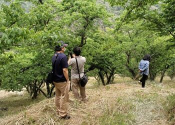 高雄荔枝、龍眼、青梅及那瑪夏水蜜桃   農損現金救助即日起受理申報