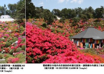 日本追櫻向隅？東京還有百花等著你！