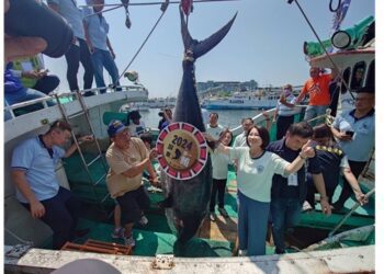 2024屏東黑鮪季第一鮪拍賣會 單價總價3,100,300元破歷年紀錄總價