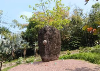 廈門植物園，看到白花異木棉