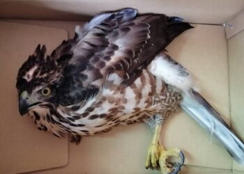 鴿子開膛破肚散落公園 新北動保處扮柯南找出兇手是「牠」!