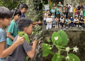 受脅植物大葉火焰草重返烏來 山林小精靈躍動新生命