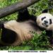 聖地亞哥動物園大熊貓「雲川」和「鑫寶」適應良好 中美合作共護成長