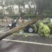 台南暴雨東區樹倒傷車