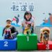 「泳汪直前游泳賽」輕量級12汪星人競逐 法鬥犬Bunny(邦尼)奪冠