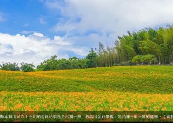 113年花蓮金針花季隆重登場！花蓮縣府邀請您一同賞花共度金黃色的夏日時光