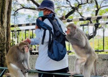 漾新聞|不當餵食獼猴將罰5千到1萬元 觀光局宣導「不接觸、不餵食、不干擾」