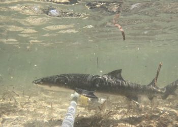漾新聞|東沙島成為尖齒檸檬鯊獨生子天堂 中山大學合作研究登國際知名期刊