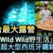 影/全台最大露營 Wild Wild野生活 衛武營登場 開箱超大型西班牙鐵鍋飯/漾新聞
