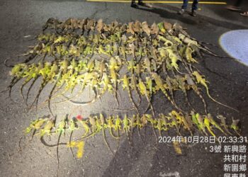 屏縣府夜間巡捕綠鬣蜥移除成效豐碩 農民可申請專案移除 　