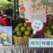 台南白河椪柑節登場