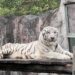 漾新聞|向風災救援英雄致敬 壽山動物園暖推憑證年底前免費入園