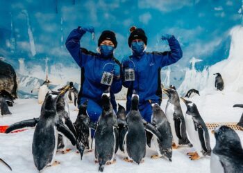 屏東海生館2025「我與企鵝的0.1毫米」開放報名 感受企鵝熱情的簇擁