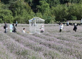 2024獅潭仙草花節11/23登場 連續兩週末日邀您遊賞浪漫紫色花海
