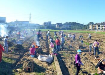 頭份市公所結窯焢蕃薯體驗 回憶兒時「煨窯」樂趣