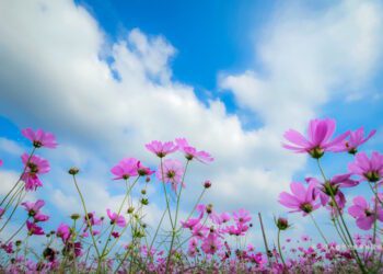 12月來嘉很精彩　黃敏惠市長邀您一起來+1