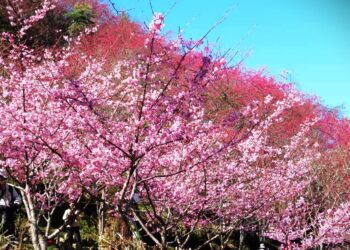 漾新聞|彷彿置身日本　桃源櫻花季本週六登場　帶來滿山粉紅浪漫景緻