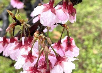 構圖的魅力 張淑德／藝術家／漾新聞