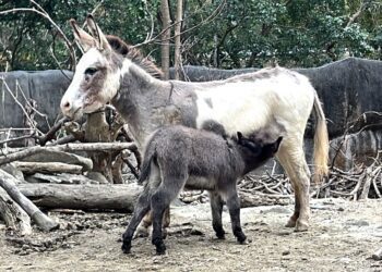 漾新聞|壽山動物園迎春添新生 水豚三寶與迷你驢澎澎萌翻全場