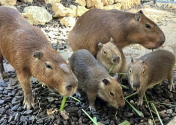 漾新聞 | 壽山動物園迎春添新丁 水豚三胞胎與迷你驢萌翻全場