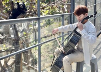 漾新聞|黑熊「波比」與「黑皮」大提琴慶生 「黑熊奶爸」現身分享