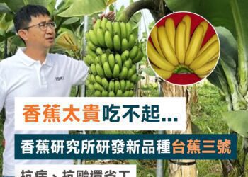 漾新聞|蕉研所研發矮抗病種台蕉三號