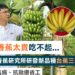 漾新聞|蕉研所研發矮抗病種台蕉三號