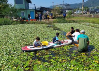 漾新聞｜美濃湖成水雉天堂 打造東高雄生態旅遊亮點