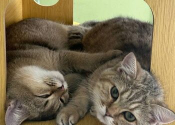 漾新聞｜弱勢孩童遇見貓 「角落有貓」用愛療癒童心世界