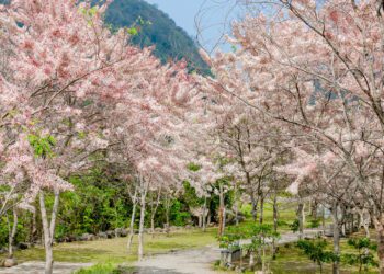 漾新聞|東高雄泡湯賞花趣 六龜兒童節連假送好康